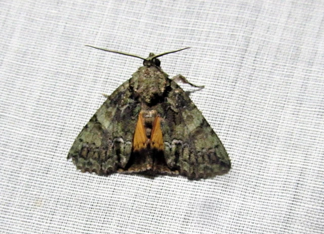 Polyphaenis sericata - selyemfényű erdeibagoly