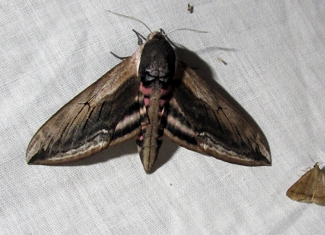 Sphinx ligustri - fagyalszender