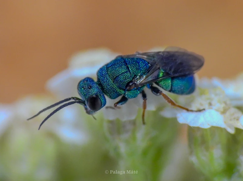 Colpopyga flavipes