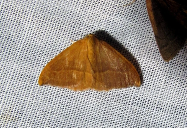 Watsonalla cultraria - bükkfa-sarlósszövő