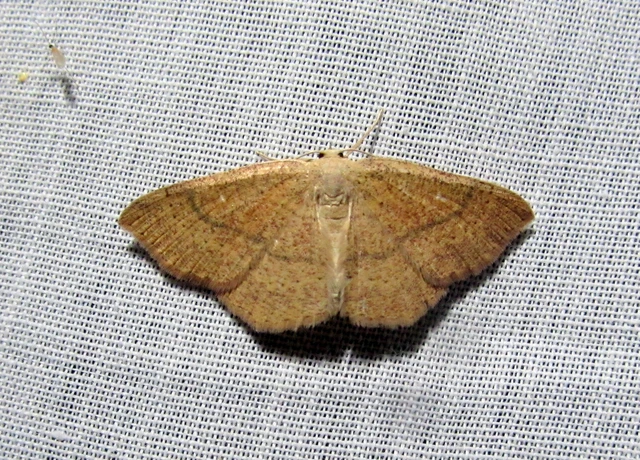Cyclophora ruficiliaria - vörösrojtú pettyesaraszoló