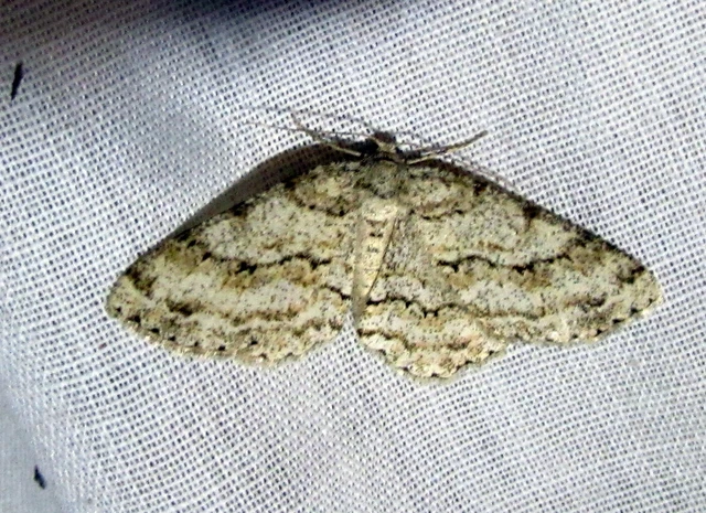 Ectropis crepuscularia - avararaszoló