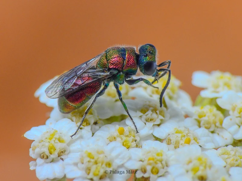 Spintharina versicolor
