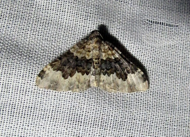 Epirrhoe galiata - sávos galajaraszoló