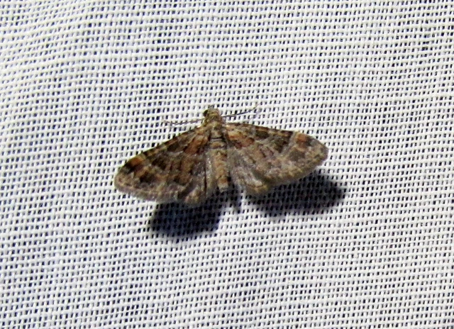 Gymnoscelis rufifasciata - vöröscsíkos törpearaszoló
