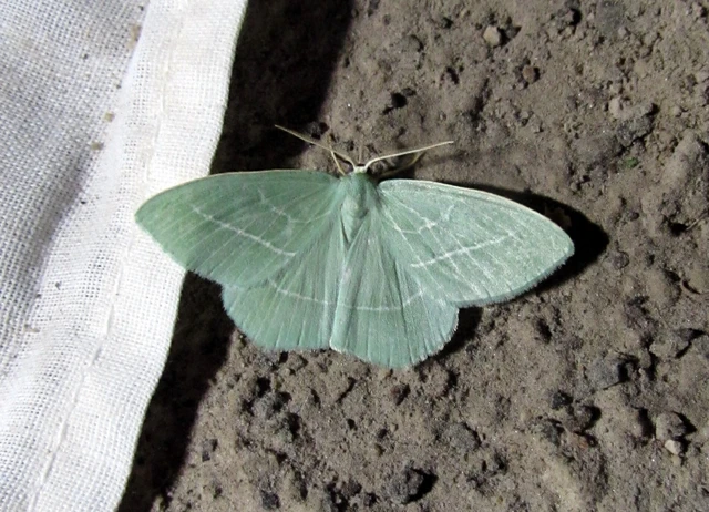 Hemistola chrysoprasaria - kékes zöldaraszoló