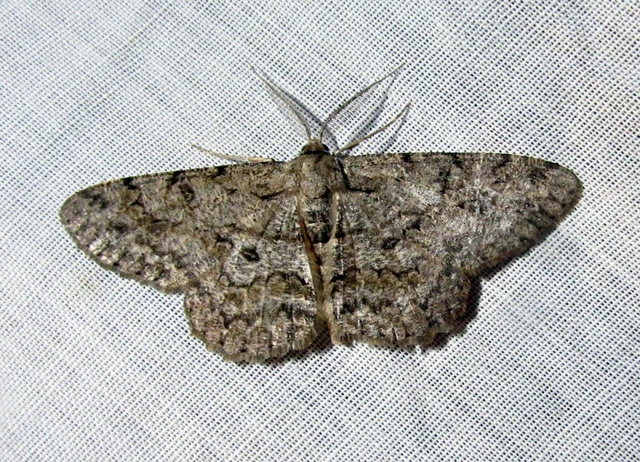 Hypomecis punctinalis - pettyes faaraszoló