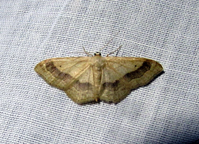Idaea aversata - nagy sávosaraszoló