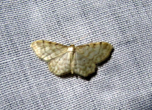 Idaea fuscovenosa - szürkeszélű apróaraszoló