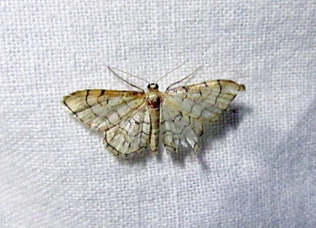 Idaea moniliata - gyöngyös apróaraszoló