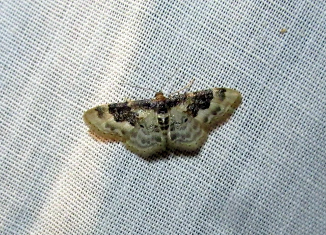 Idaea rusticata - tarka apróaraszoló
