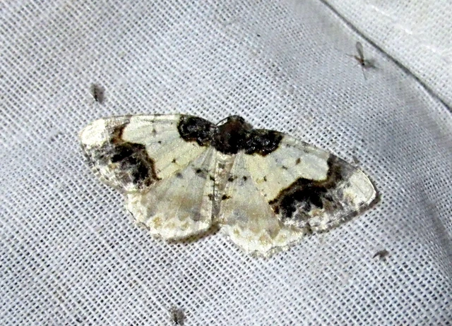Ligdia adustata - barna levélaraszoló