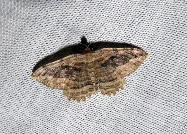 Philereme transversata - varjútövis-araszoló