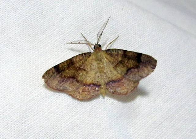 Plagodis pulveraria - szemcsés araszoló