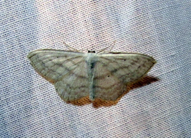 Scopula nigropunctata - feketepettyes araszoló