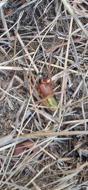 Araneae - Pókok