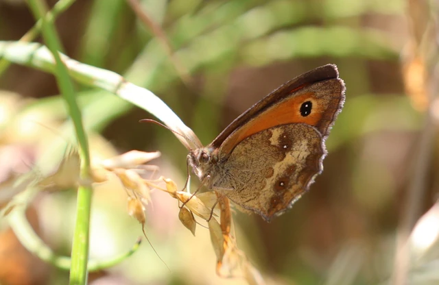 Pyronia tithonus - kis ökörszemlepke