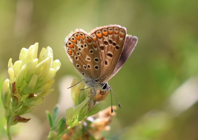 Polyommatus icarus - közönséges boglárka