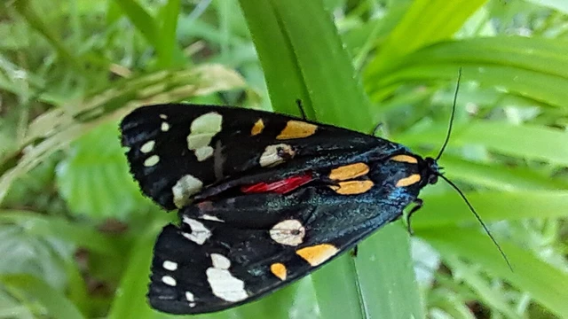 Callimorpha dominula - fémes medvelepke