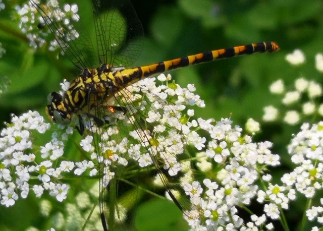 Onychogomphus forcipatus - gyűrűs folyami-szitakötő Onychogomphus forcipatus - gyűrűs folyami-szitakötő