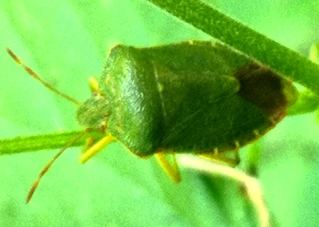 Palomena prasina - zöld bogyómászó-poloska Palomena prasina - zöld bogyómászó-poloska