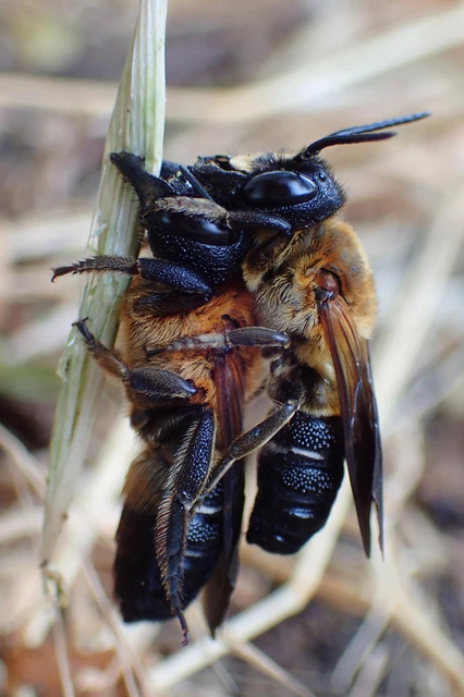 Megachile sculpturalis - óriás művészméh