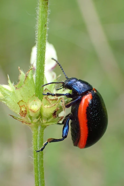 Chrysolina rossia - trapézhátú szegélyeslevelész