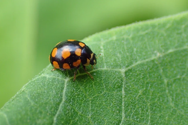 Coccinula quatuordecimpustulata - feketesárga katóka