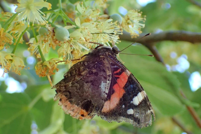 Vanessa atalanta - atalantalepke