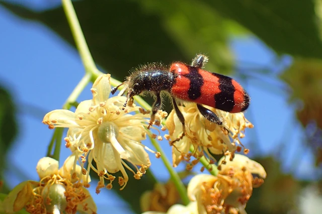 Trichodes apiarius - szalagos méhészbogár