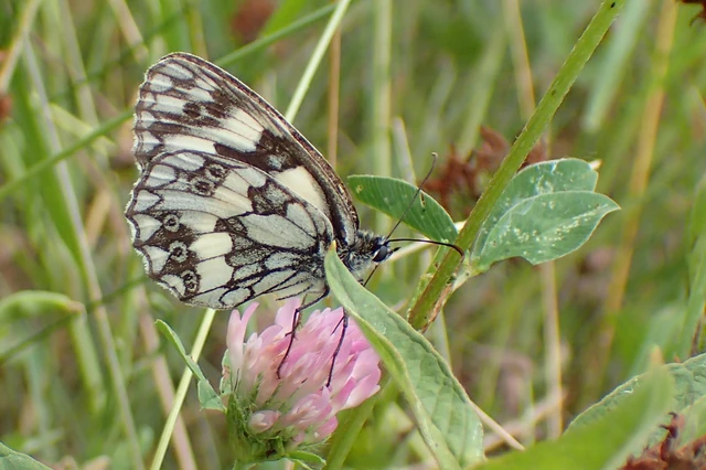 Melanargia galathea - sakktáblalepke
