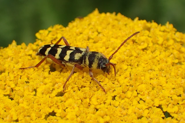 Echinocerus floralis - lucerna-darázscincér Echinocerus floralis - lucerna-darázscincér