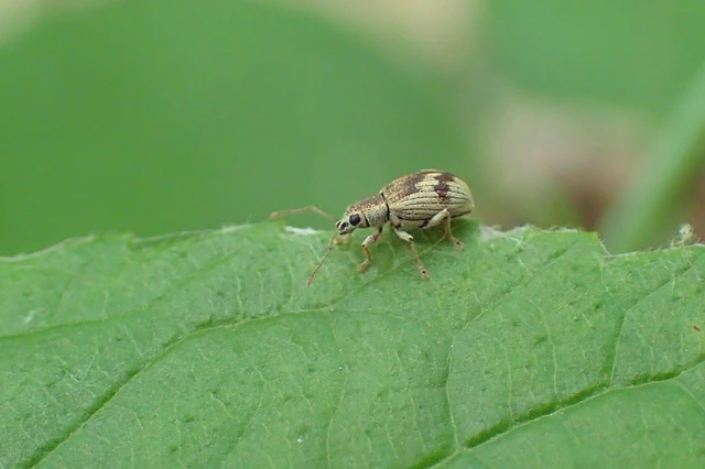 Pseudomyllocerus sinuatus - szeder-levélormányos