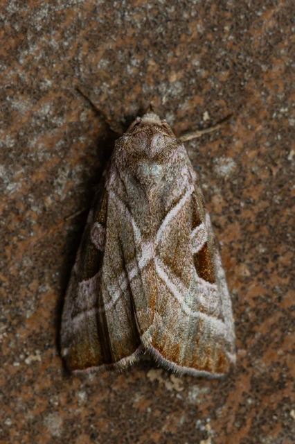 Eucarta virgo - mocsári ametisztbagoly