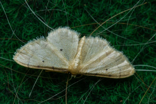 Idaea politaria - vonalas apróaraszoló