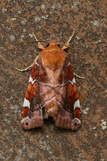 Cosmia diffinis - szilfa-lombbagoly