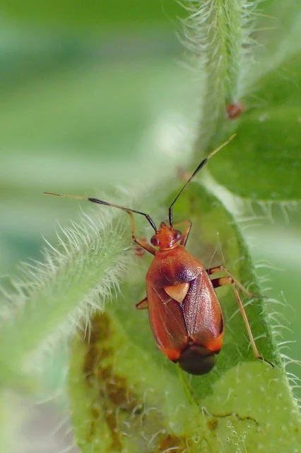 Deraeocoris ruber - vöröses mezeipoloska