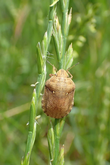 Eurygaster maura - mórpoloska Eurygaster maura - mórpoloska