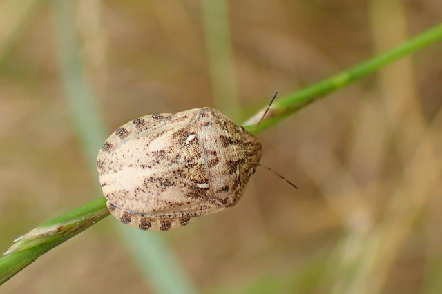 Eurygaster maura - mórpoloska Eurygaster maura - mórpoloska