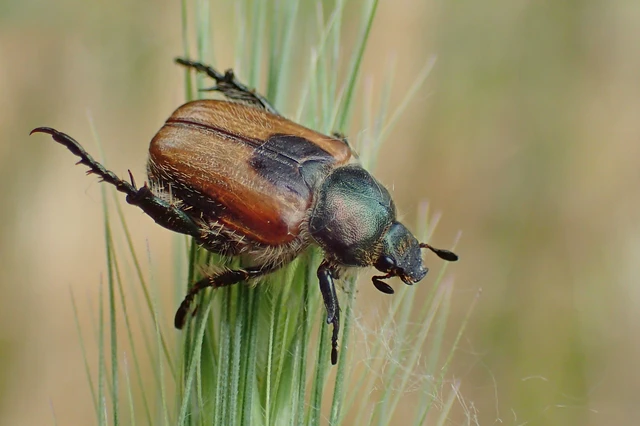 Chaetopteroplia segetum - rozsszipoly