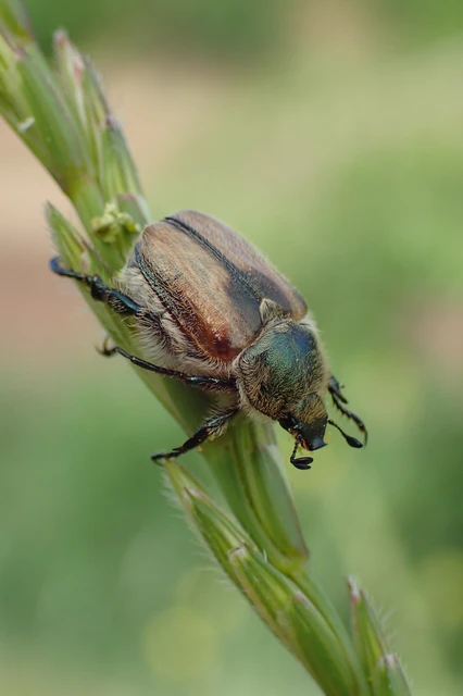 Chaetopteroplia segetum - rozsszipoly