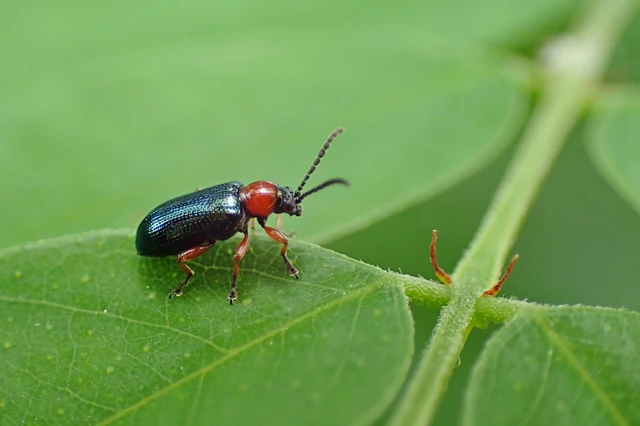 Oulema melanopus/duftschmidi
