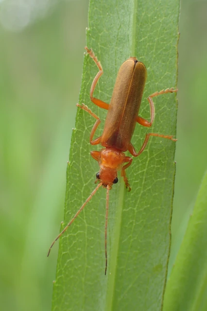 Cantharis rufa - rőt lágybogár