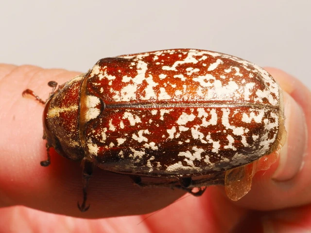 Polyphylla fullo - csapó cserebogár