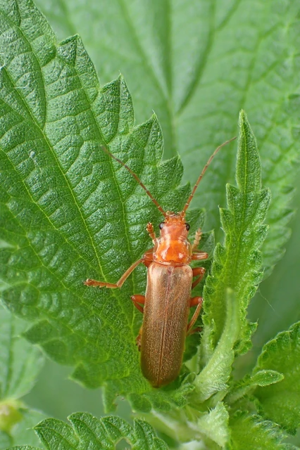 Cantharis rufa - rőt lágybogár