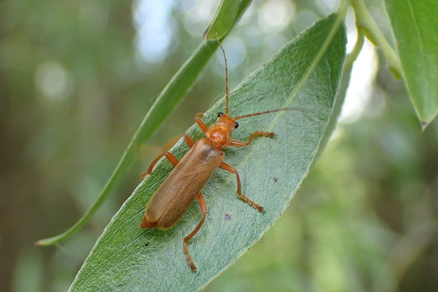Cantharis rufa - rőt lágybogár