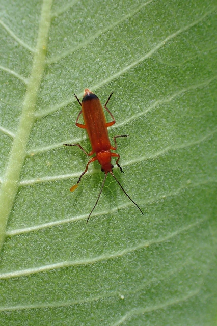 Rhagonycha fulva - feketevégű lágybogár