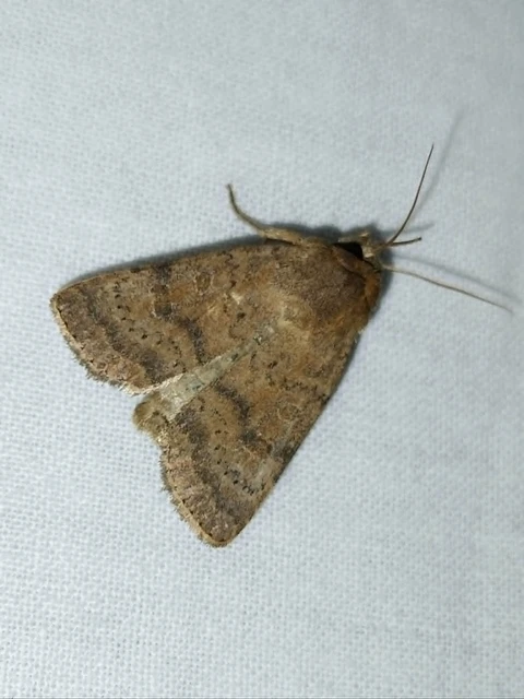 Hoplodrina octogenaria - barna selymesbagoly