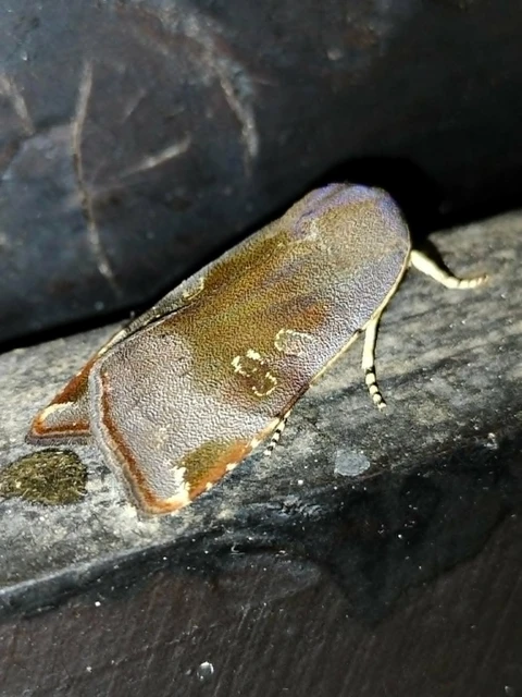 Noctua janthe/janthina