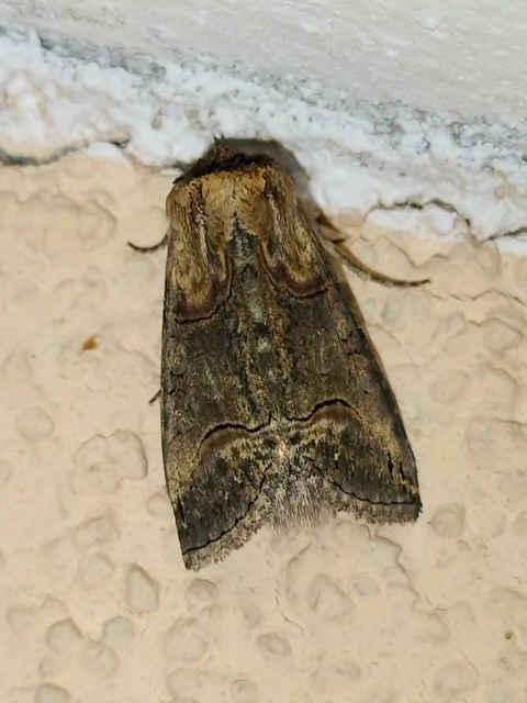 Abrostola triplasia - közönséges csalánbagoly